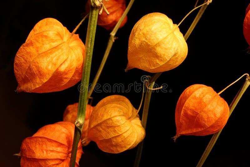 Physalis on black