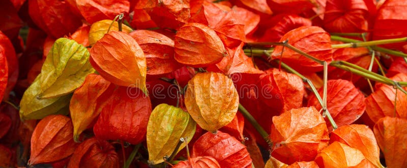 Download Physalis coloré image stock. Image du joyeux, floral - 45351153