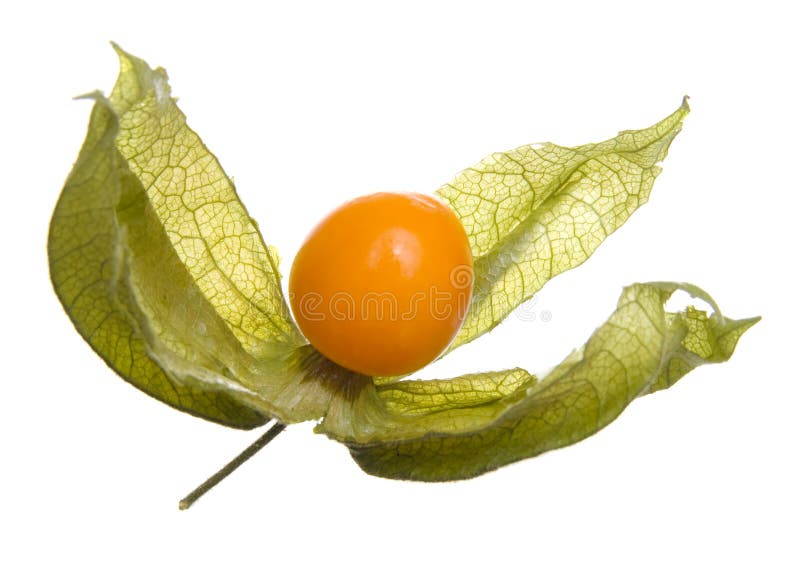 Physalis fruit