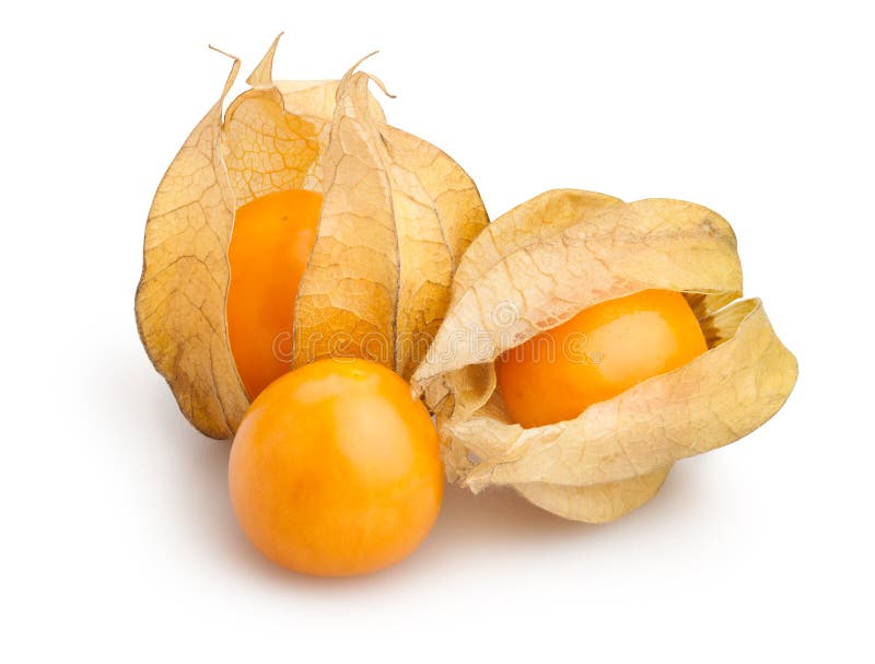 Physalis