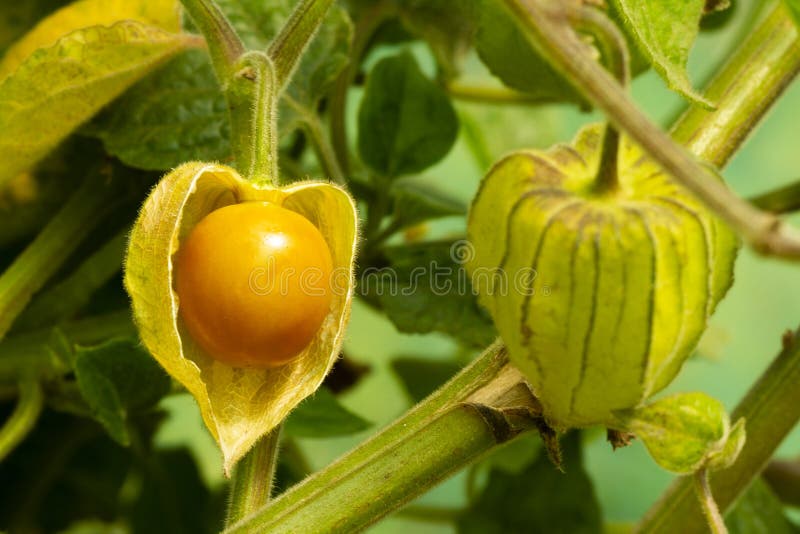 Physalis Peruviana för uddekrusbär eller jordkörsbär, vinterkörsbär, Physalisminimi, pygméjordningskörsbär som är guld- arkivbild