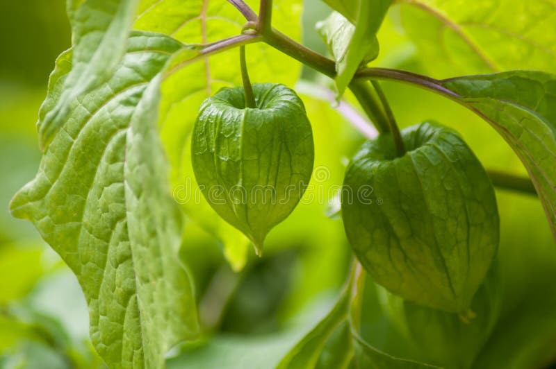 Physalis verde em um jardim público fotos de stock Physalis verde em um jardim público fotos de stock