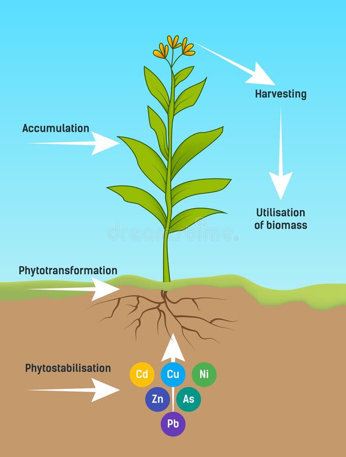 Scheme of phytotransformation process in plant and polluted soil. Scheme of phytotransformation process in plant and polluted soil.