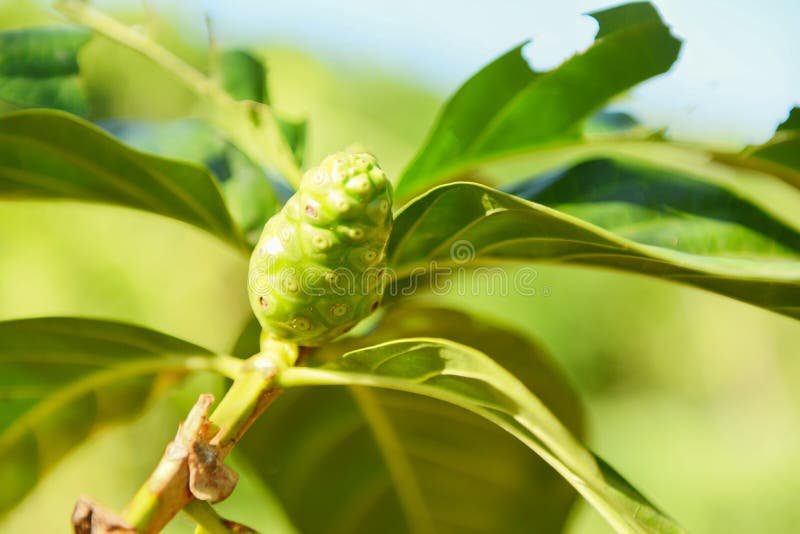 Phytothérapies de fruit de Noni/noni frais sur l'arbre - l'autre grande morinda de noms, mûre ou Morinda Citrifolia de plage photos libres de droits Phytothérapies de fruit de Noni/noni frais sur l'arbre - l'autre grande morinda de noms, mûre ou Morinda Citrifolia de plage photos libres de droits