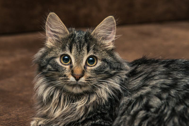 Piece De Investigation De Chaton Tigre Brun Mignon Air De Reniflement De Chat De Bebe Photo Stock Image Du Cheveu Chatons Piece De Investigation De Chaton Tigre Brun Mignon Air De Reniflement De Chat De Bebe Photo Stock Image Du Cheveu Chatons
