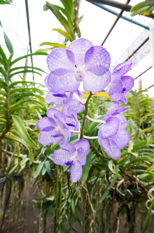 Piękne Vanda Coerulea Orchidee W Gospodarstwie Rolnym Obraz Stock - Obraz  złożonej z krzak, dekoracje: 77939723