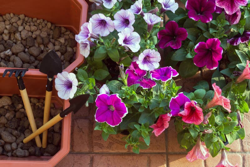 Pi?kna purpura, biel i petunia korale, kwiat boksujemy na balkonie na ciep?ym s?onecznym dniu zdjęcie stock Pi?kna purpura, biel i petunia korale, kwiat boksujemy na balkonie na ciep?ym s?onecznym dniu zdjęcie stock