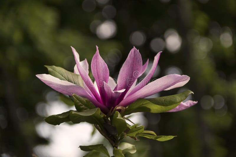 Pi?kne kwitn?ce magnolie w ogr?dzie w wiosny tle fotografia royalty free Pi?kne kwitn?ce magnolie w ogr?dzie w wiosny tle fotografia royalty free