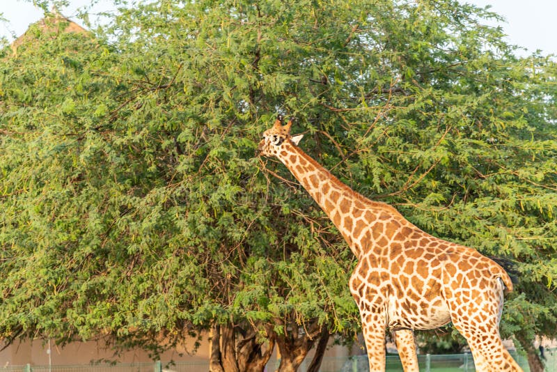 Pi?knego dzikiego zwierz?cia wysoka ?yrafa w Al Ain zoo safari parku, Zjednoczone Emiraty Arabskie zdjęcie stock Pi?knego dzikiego zwierz?cia wysoka ?yrafa w Al Ain zoo safari parku, Zjednoczone Emiraty Arabskie zdjęcie stock