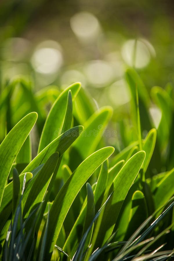 Beautiful green leaves of a spring onion. Spices in a garden. Spring onion growing in garden in sunny day