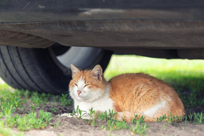 Pi?kny pomara?czowy tabby kota dosypianie na ziemi pod samochodem na letnim dniu Niebezpiecze?stwo uderzaj?cy samochodem przy poc fotografia stock Pi?kny pomara?czowy tabby kota dosypianie na ziemi pod samochodem na letnim dniu Niebezpiecze?stwo uderzaj?cy samochodem przy poc fotografia stock
