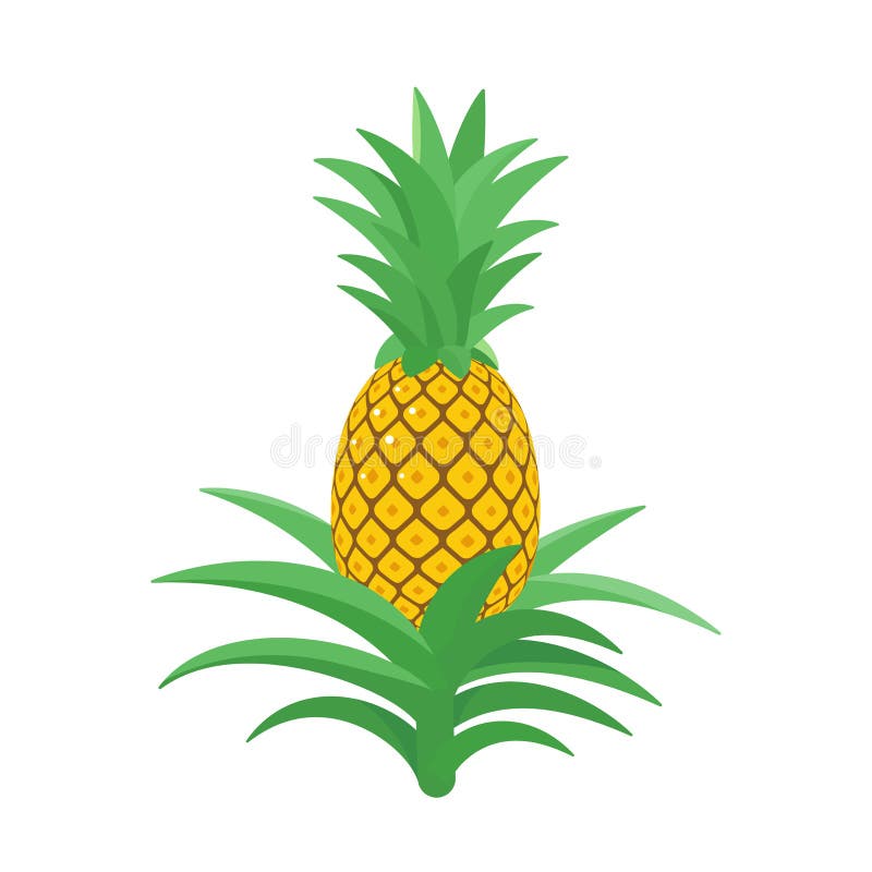 Pi?a Planta tropical con una fruta comestible Comosus de la pi?a Ilustraci?n aislada del vector libre illustration Pi?a Planta tropical con una fruta comestible Comosus de la pi?a Ilustraci?n aislada del vector libre illustration