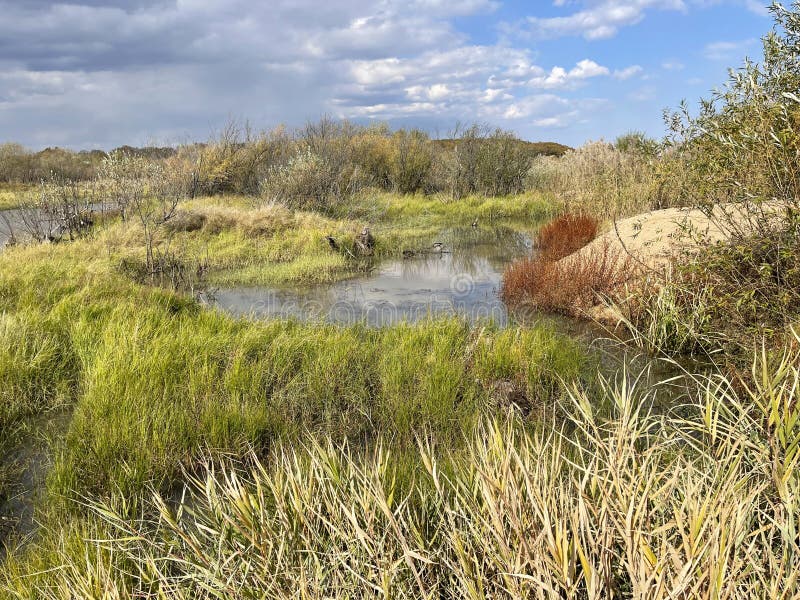 Flooded floodplain of Lake Khanka in autumn. Russia, Primorsky Krai. Flooded floodplain of Lake Khanka in autumn. Russia, Primorsky Krai.