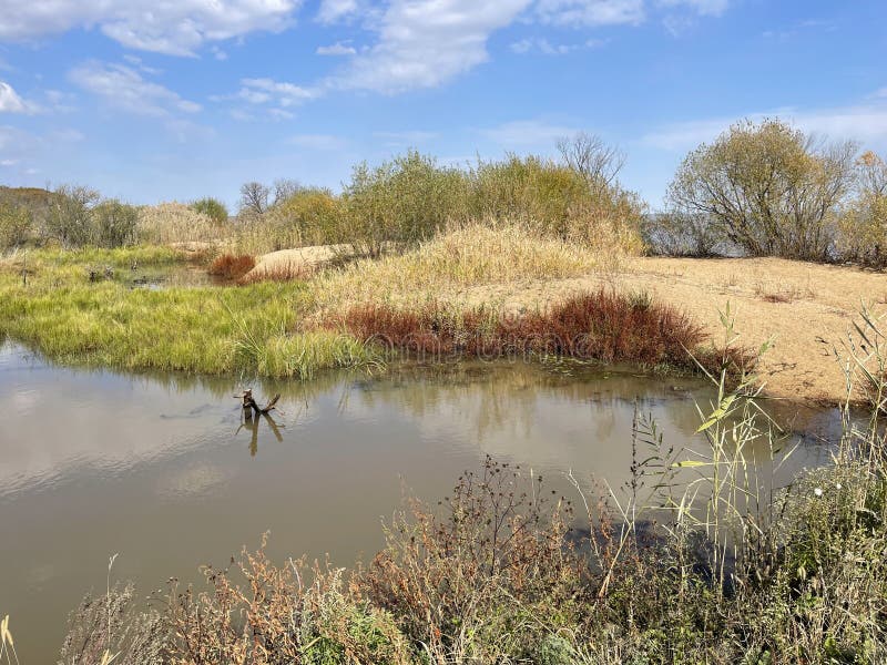 Flooded floodplain of Lake Khanka in autumn. Russia, Primorsky Krai. Flooded floodplain of Lake Khanka in autumn. Russia, Primorsky Krai.