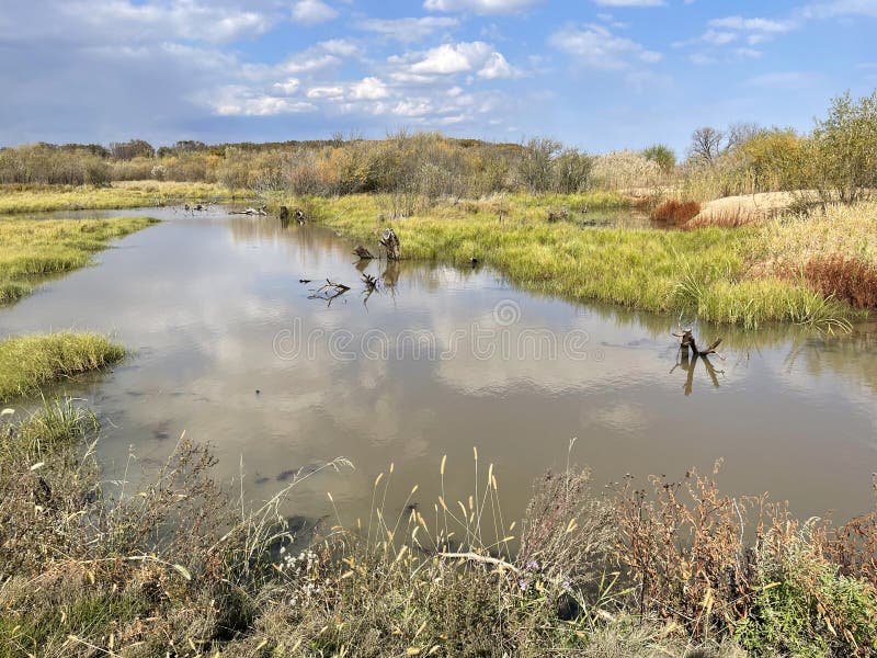 Flooded floodplain of Lake Khanka in autumn. Russia, Primorsky Krai. Flooded floodplain of Lake Khanka in autumn. Russia, Primorsky Krai.