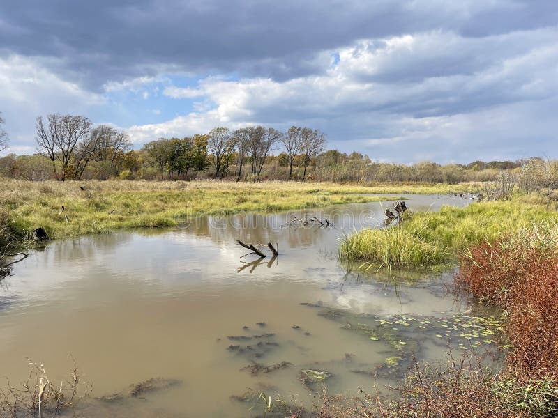 Flooded floodplain of Lake Khanka in autumn. Russia, Primorsky Krai. Flooded floodplain of Lake Khanka in autumn. Russia, Primorsky Krai.