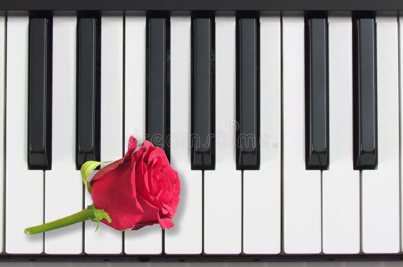 Pianino klucze i czerwieni róża, romantyczna muzyka fotografia stock Pianino klucze i czerwieni róża, romantyczna muzyka fotografia stock
