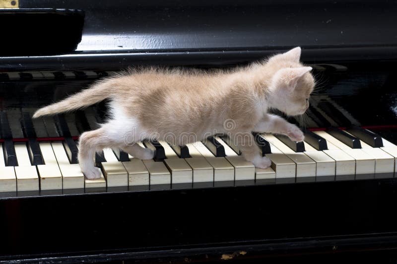 Piano cat stock image. Image of music, little, keys, small ...