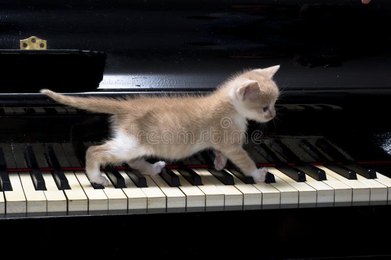 Piano cat