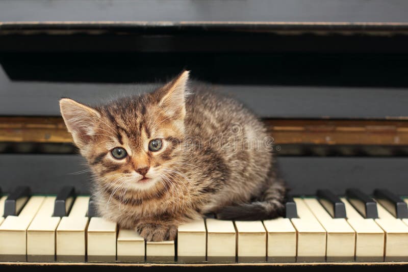 150 fotos de stock e banco de imagens de Cat Playing Piano - Getty