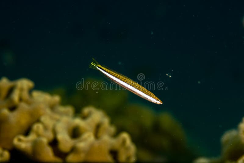 Piano fangblenny (plagiotremus taipeinosoma)