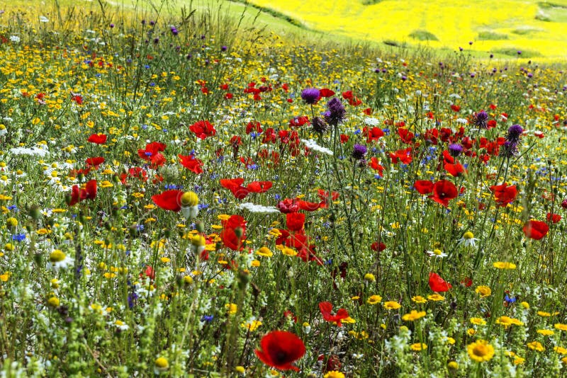 Piano Grande Di Castelluccio (Ιταλία) στοκ φωτογραφίες με δικαίωμα ελεύθερης χρήσης Piano Grande Di Castelluccio (Ιταλία) στοκ φωτογραφίες με δικαίωμα ελεύθερης χρήσης
