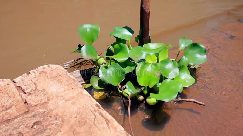 Pianta acquatica in un canale