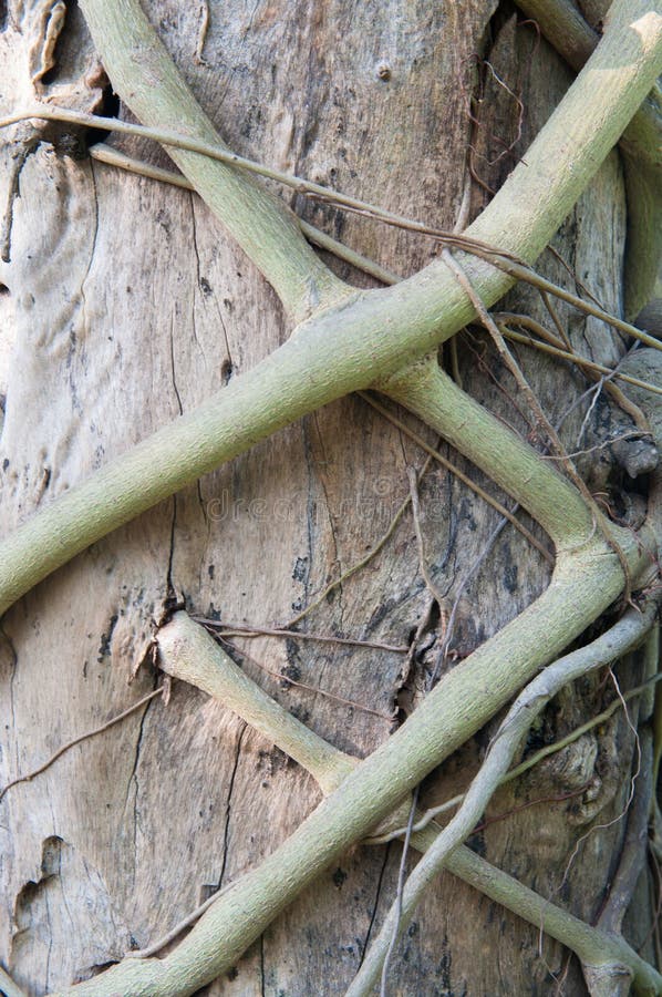 Pianta alta chiusa di uccisione della radice del parassita dell'albero immagini stock Pianta alta chiusa di uccisione della radice del parassita dell'albero immagini stock