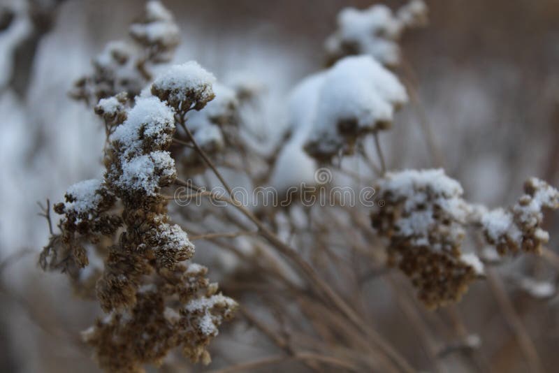 Pianta asciutta nella neve immagini stock Pianta asciutta nella neve immagini stock