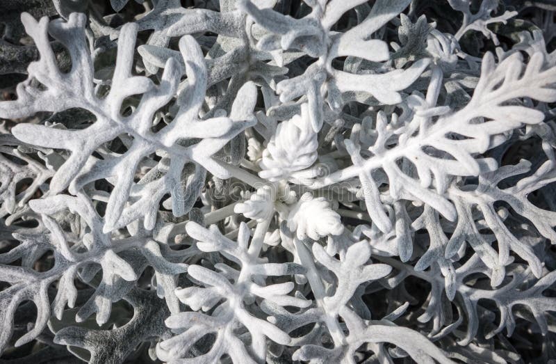 Eremophila Setosa - Pianta Da Esterno Con Fiori Viola, Vaso 18cm, Altezza 70cm - Foto 10