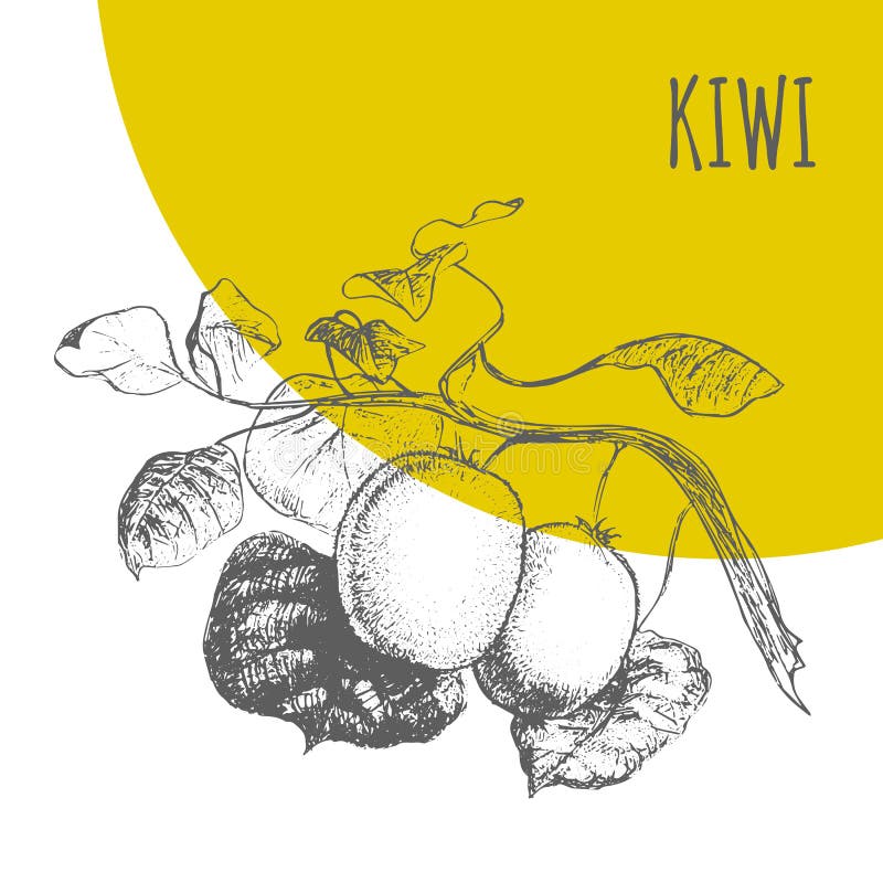 Pianta botanica di schizzo dell'illustrazione di vettore del kiwi illustrazione vettoriale