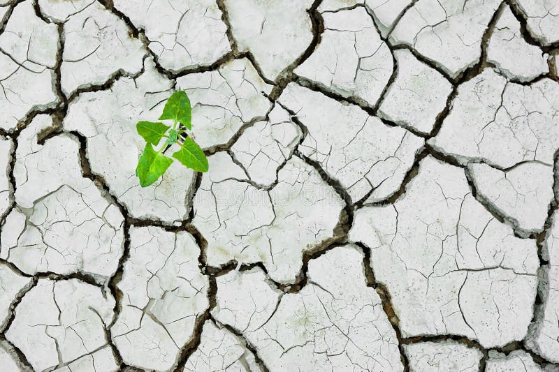 Pianta che coltiva suolo asciutto incrinato, terra incrinata, struttura di terra seccata fendentesi asciutta grungy fotografie stock Pianta che coltiva suolo asciutto incrinato, terra incrinata, struttura di terra seccata fendentesi asciutta grungy fotografie stock
