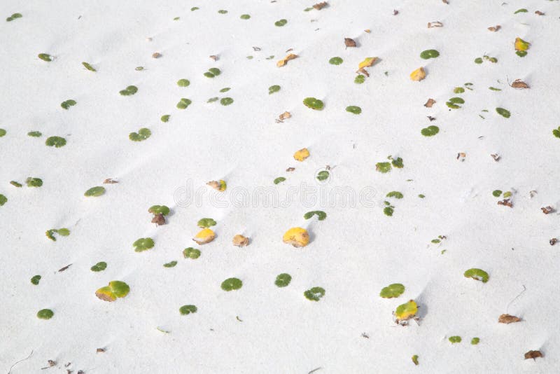 Pianta che cresce sulla spiaggia sabbiosa fotografia stock Pianta che cresce sulla spiaggia sabbiosa fotografia stock