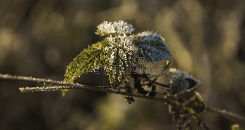 Closeup of a plant covered with ice and some snow, isolated in a natural background by selective focus. Closeup of a plant covered with ice and some snow, isolated in a natural background by selective focus.