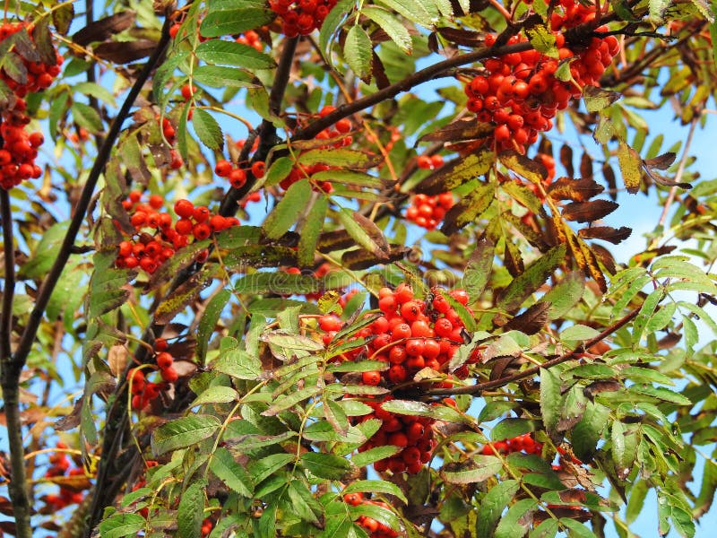 Pianta Con Le Bacche Rosse, Lituania