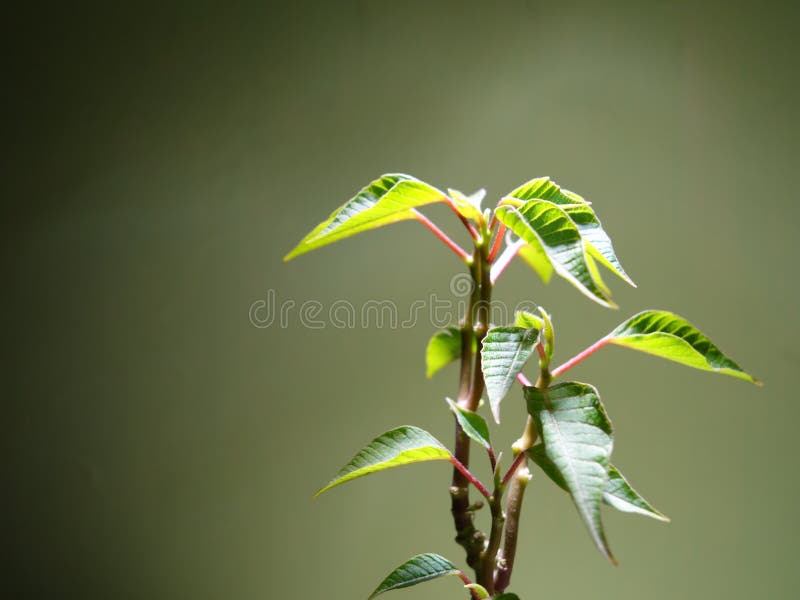 Stella Di Natale In Estate.Pianta D Appartamento Del Germoglio Della Stella Di Natale Immagine Stock Immagine Di Germoglio Dell 42867571