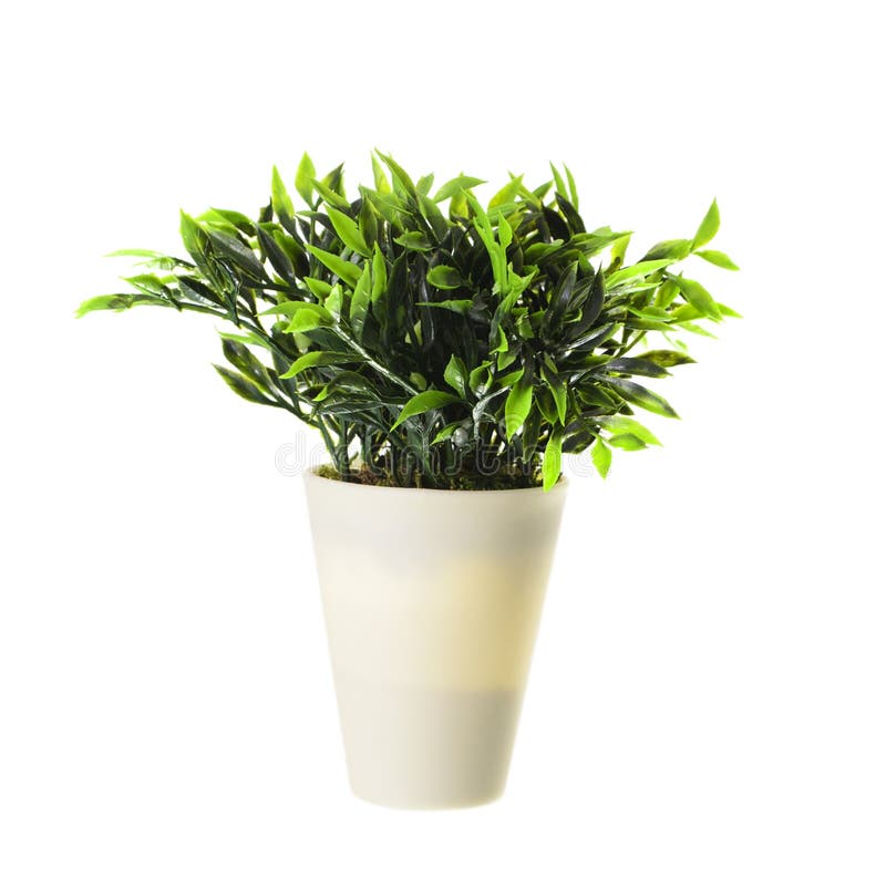 Pianta decorativa nel vaso isolato immagine stock Pianta decorativa nel vaso isolato immagine stock