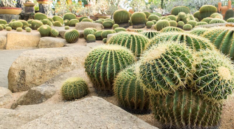 Pianta del cactus nel grande giardino fotografia stock libera da diritti Pianta del cactus nel grande giardino fotografia stock libera da diritti