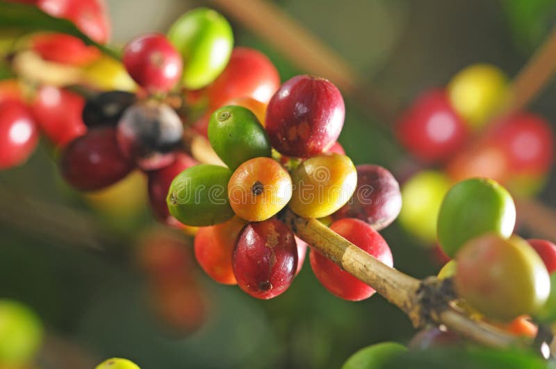 15 Semi Di Caff&egrave; | Piante Da Giardino O Davanzale | Per Coltivazione Domestica | Decorazione Naturale