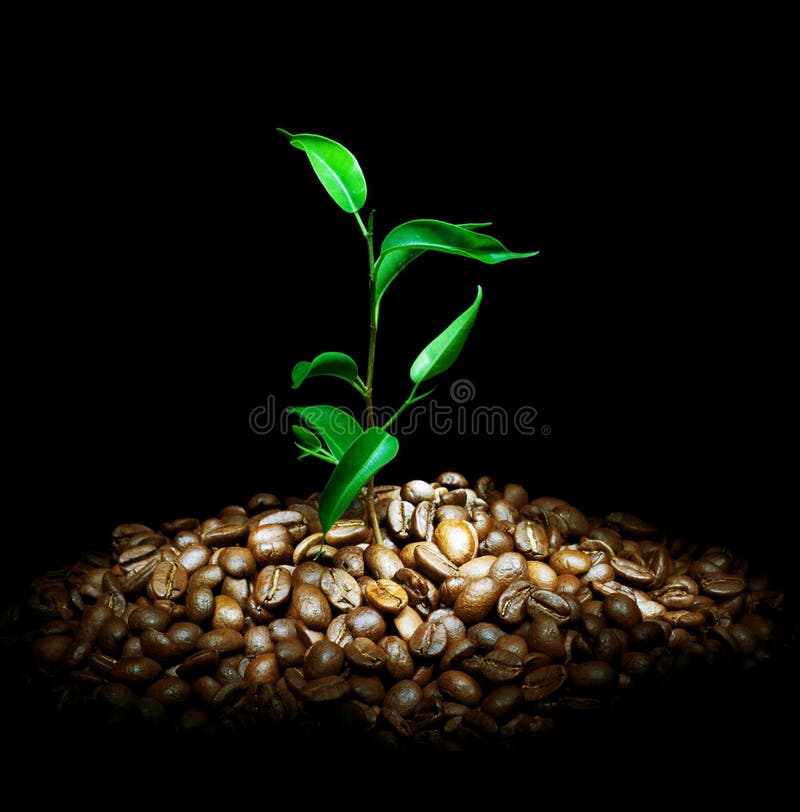 Pianta del caffè immagine stock Pianta del caffè immagine stock