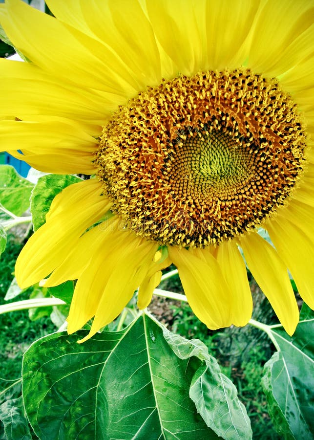 Large sunflower head with seeds. Large sunflower head with seeds.