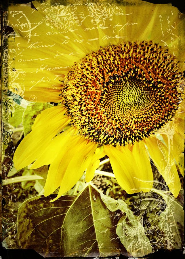 Vintage harvest sunflower photo with texture. Vintage harvest sunflower photo with texture.