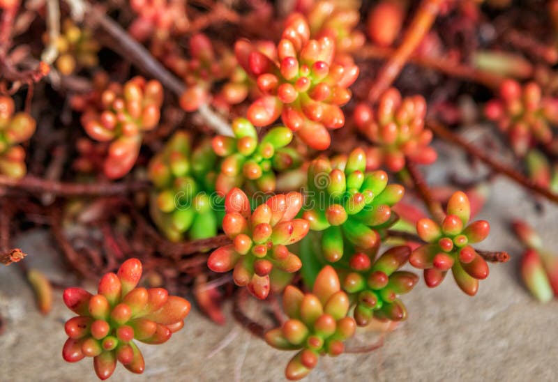 Pianta del succulente di Sedum fotografie stock libere da diritti Pianta del succulente di Sedum fotografie stock libere da diritti