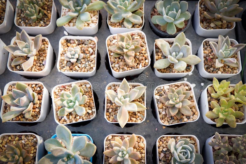 Pianta del succulente e del cactus nel vaso