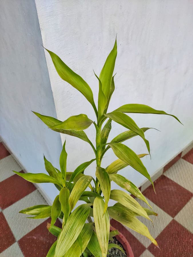 Pianta del verde immagine stock Pianta del verde immagine stock