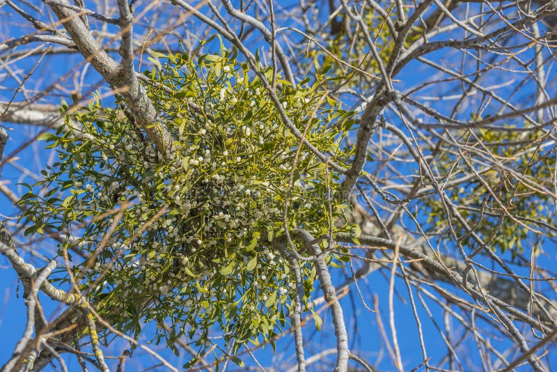 Pianta del vischio fotografia stock. Immagine di parassita - 64133478