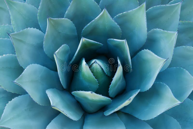 Pianta dell'agave fotografie stock Pianta dell'agave fotografie stock