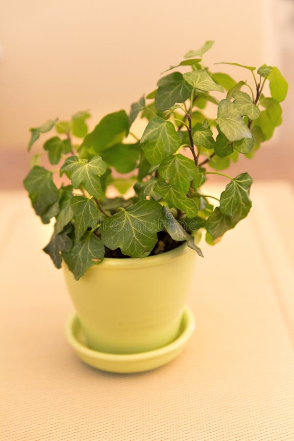 Edera in un vaso da fiori fotografia stock. Immagine di ...