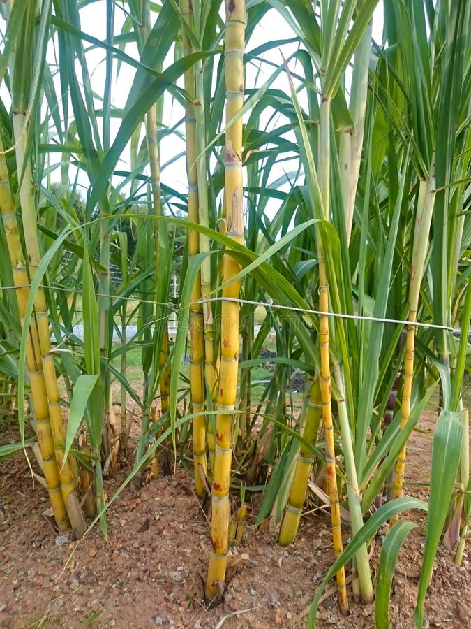 Semi Di Canna Da Zucchero - 100 Semi Per Coltivare Frutta Succosa - Foto 7