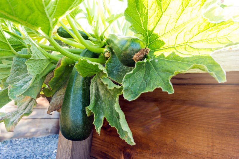 Pianta dello zucchini fotografie stock libere da diritti Pianta dello zucchini fotografie stock libere da diritti